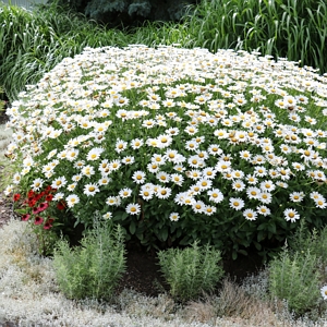 Leucanthemum White Mountain